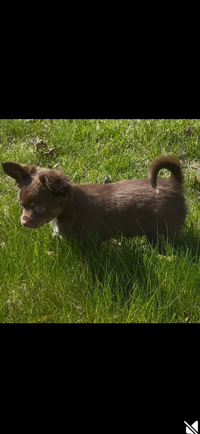 Fluffy Girl - Female