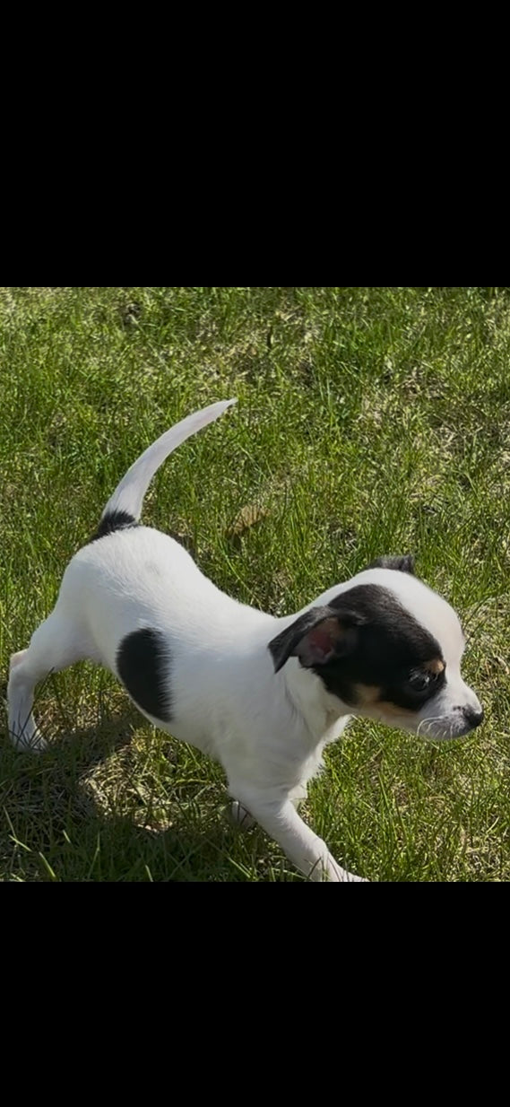 Cookie - Female
