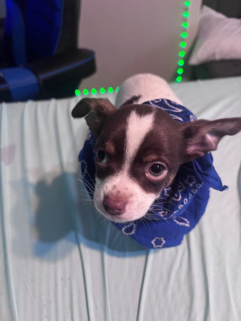 Baby Boy - Male