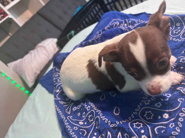Baby Boy - Male