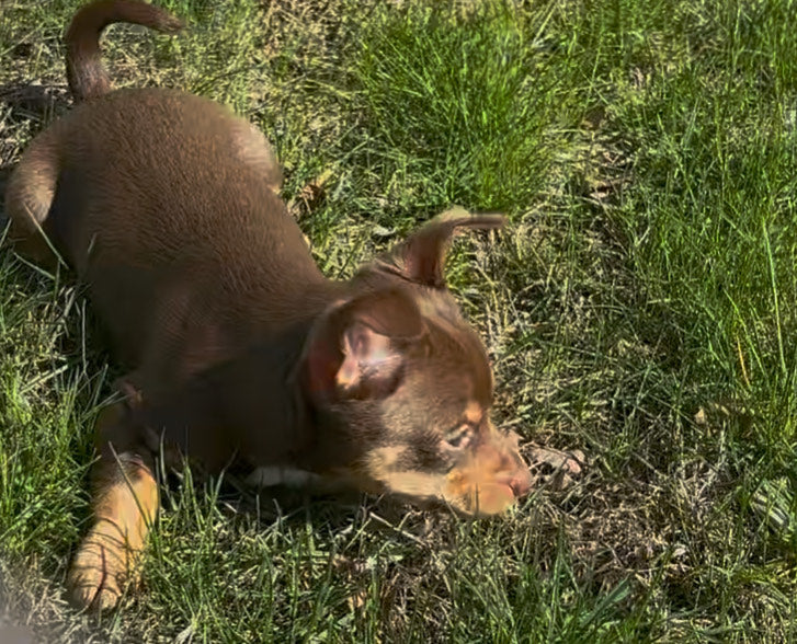 Sweet Heart - Female