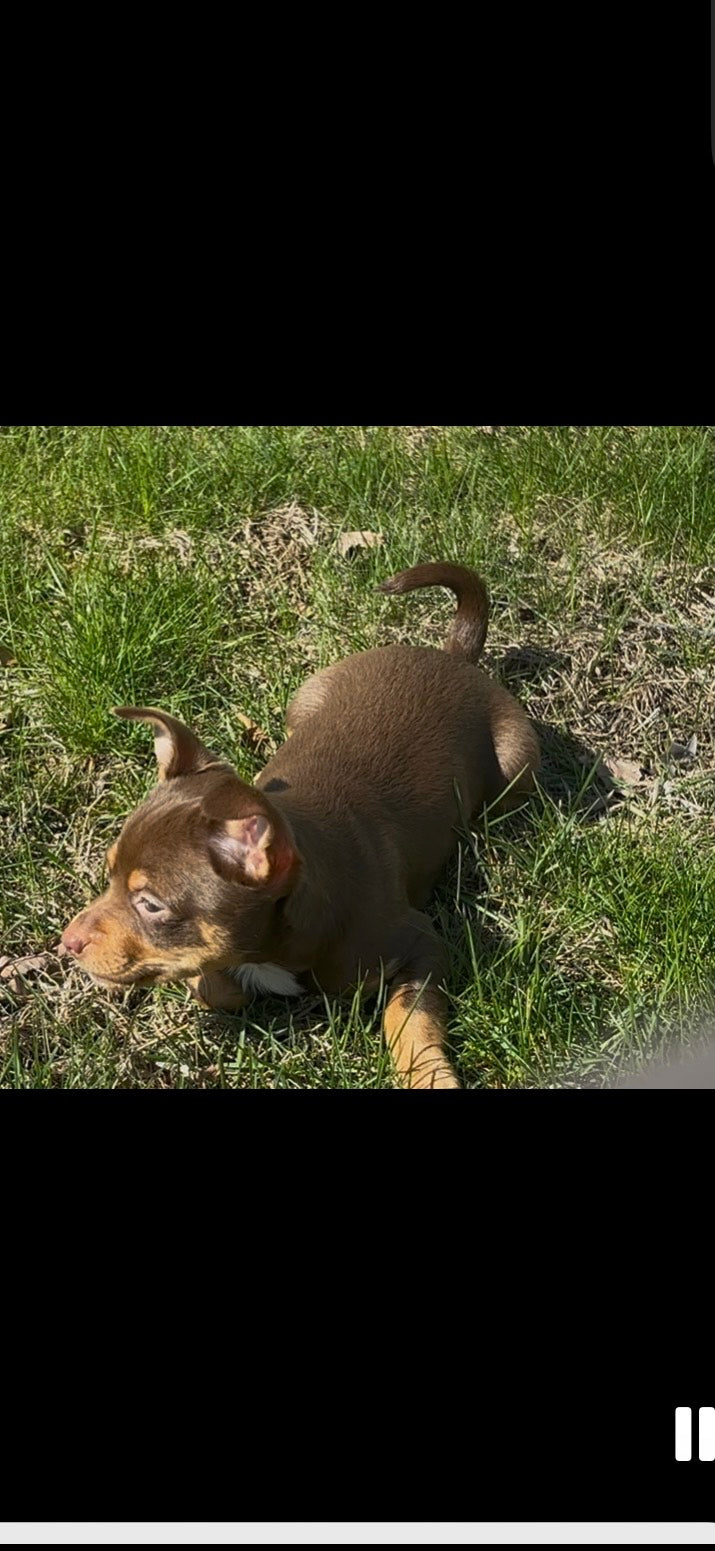 Sweet Heart - Female