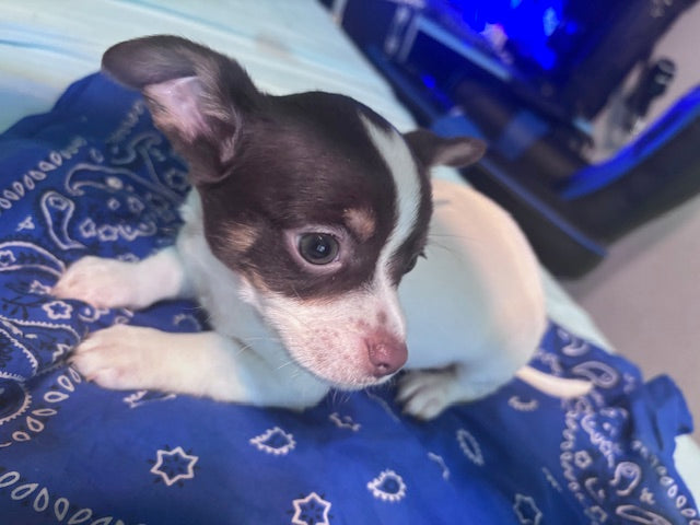 Baby Boy - Male