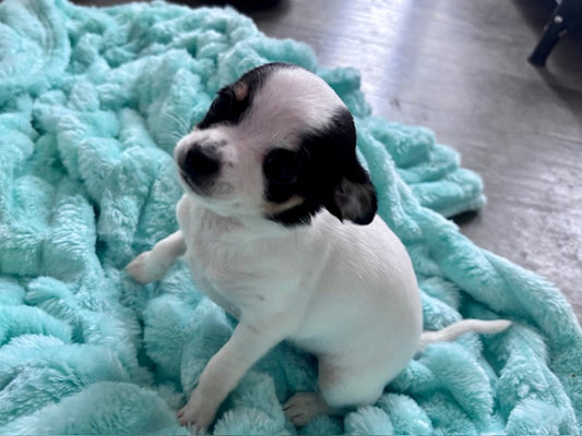 Cookie - Female